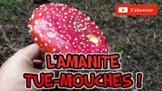 Identifier l'amanite tue-mouches, la fausse oronge [Cueillette  des champignons 2020]