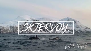 WILD WHALES & ORCAS IN NORWAY - 4K