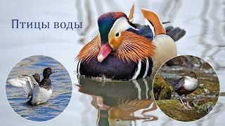 Птицы воды