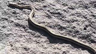 Common Garter Snake 7Nov2023