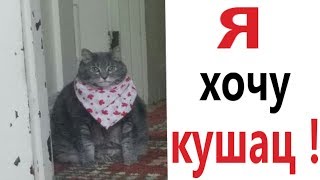 Лютые приколы. КОТ ХОЧЕТ КУШАТЬ!!! Самое смешное видео! Засмеялся проиграл! – Domi Show!