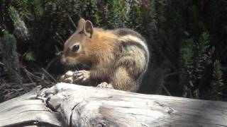 GOLDEN-MANTLED SQUIRREL