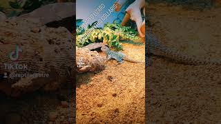 Just a Collared Lizard enjoying a midafteroon snack