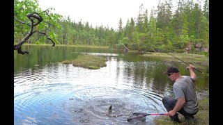 Ørretjakt i varmt vann