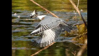 BEAVER BROOK POND KINGFISHER GREAT EGRET RED TAILED HAWK 2110 THURS. SEPT 05, 2024