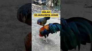 Fakta Unik Hewan Ayam #shorts #faktaunikhewan #anza2012