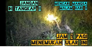 Seumur hidup baru menemukan ular ini !! Ular di lindungi !! Jangan di tangkap ular ini !!