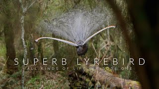 The Superb Lyrebird: Is This Australia's Most Unique Bird?!