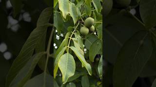 #walnut #agriculture #tree #farm #bonsai #grafting #bonsaitree #fruit #garden #nature #graftingtree