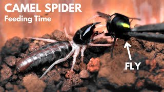 Camel Spider Feeding in Action | Solifugae vs. Fly