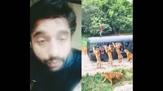 #animals #tiger #lion #music #nature #wildlife #youtubeshorts