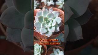 Quem sabe o nome de alguma??? #suculentas #plantas