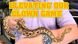 We FINALLY jumped into the clown game!  Check out the new snakes!