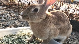 The hungry rabbits were delighted with the timothy!