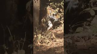 हम खड़े थे, अचानक बाघिन हमारे सामने 😱 हम तो डर गए/ Tiger 🐅| Tiger sighting | Kanha national #shorts