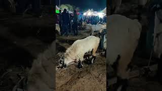 Ap sheep market Bangalore 🥰 #youtubeshort #shortvideo #viral #viral #goats #sheeps