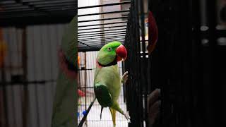 Parrot having fun | Morning | #alexandrineparakeet #parrot #funny #cute #goodmorning