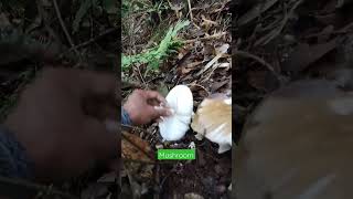 Mushroom