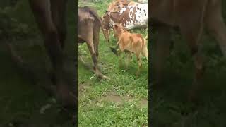 cow child group #shorts