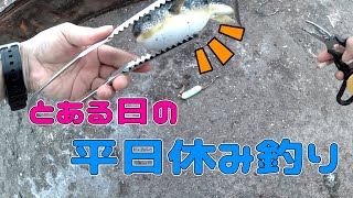 【釣りガール】平日休みのソロ釣り★初の魚が釣れました【夏枯れ】