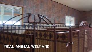 USDA Licensed Kennel - Episode #2