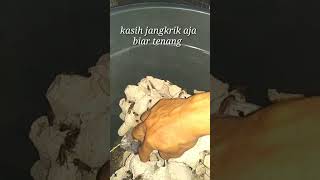 ngintip yang mau kawin... malem malem