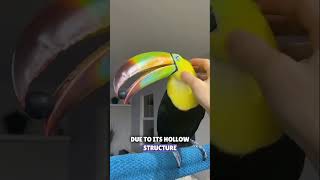 Toucan One Of The Most Unique Birds On Earth | Cute Animal #shorts #animals