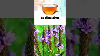 VERBENA | #plantas #medicine #medicinalplants #agroecology #agriculture #agricultura #shorts #bio