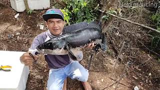 mancing ikan toman umpan belut yg makan babon