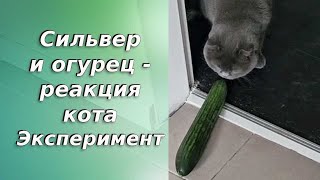 Сильвер и огурец / Эксперимент / Смешные животные