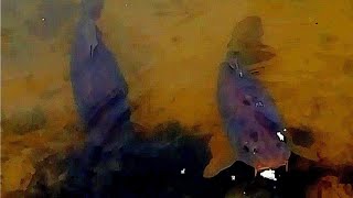 MONSTER CARP EATING...