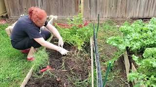 Episode 50: digging up my potatoes. #potato #garden #harvest