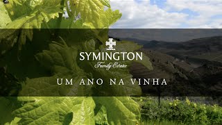 Um Ano na Vinha: Parte 4 - Despampa