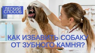 Груминг: как избавить собаку от зубного камня? Уход за зубами: как уберечь собаку от кариеса?