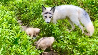 A skinny fox gave birth to her babies in my orchard. The baby foxes are very hungry. 🦊😘❤💪👍