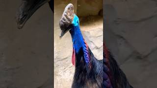 #cassowary