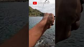 strike red goat giant 🐠🐋🐟fishing#fishing #gianfish #mancing #shortvideo #shorts #photography