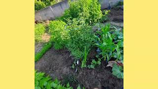 Organic grow. My garden 2020