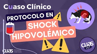 💥 Shock Hipovolémico 💥 ¿Qué protocolo seguir en esta urgencia veterinaria?