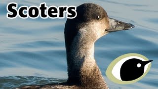 BTO Bird ID - Scoters