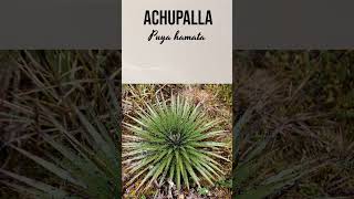 ACHUPALLA | #plantas #medicine #medicinalplants #agroecology #agriculture #agricultura #shorts #bio