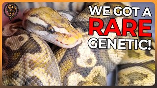 We're adding a Rare Morph to our Collection! - Ball Python Unboxing