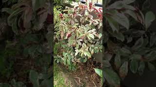 WATERING PLANTS IN MY GARDEN PHILIPPINES