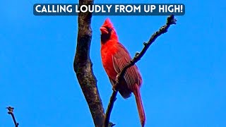 Red Cardinal Calling Loudly (Bird Calls and Sounds)