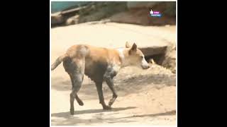 dog prank tiger prank lion prank dog fake tiger prank dogtiger prank on dog fake tiger #short