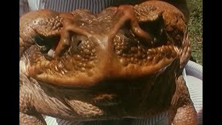 Cane Toads: An Unnatural History / Sapos da Cana: Uma História Não Natural (1988) - PT-BR legendado