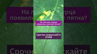 На листьях огурца появились желтые пятна? Срочно опрыскайте!!#сад #дача #огород #огурцы