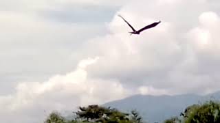 burung elang terbang rendah, berburu mangsa