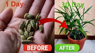 How to grow CARDAMOM from seed | How to grow ELAICHI plant