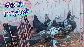 Масти голубей КЗ и СА. Осмотр молодёжи 2024. Голуби Асха Талдыкорган #голуби